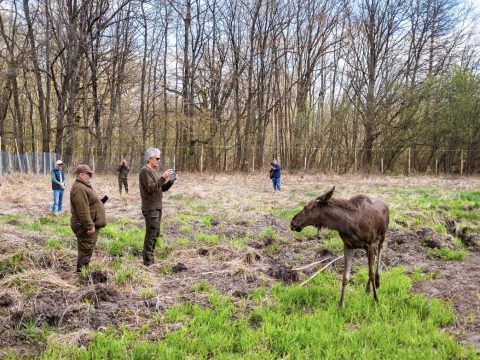 Moment istoric pentru biodiversitatea României: Elanul revine în pădurile administrate de Romsilva, în Parcul Natural Vânători Neamț